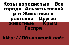 Козы породистые - Все города, Альметьевский р-н Животные и растения » Другие животные   . Крым,Гаспра